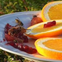 Wasp feeding on orange slices and jam