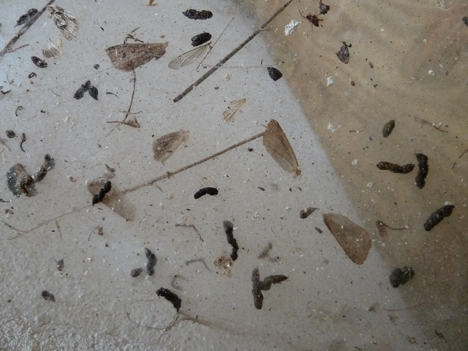 Bat Droppings vs. Rat Droppings: Spot the Differences