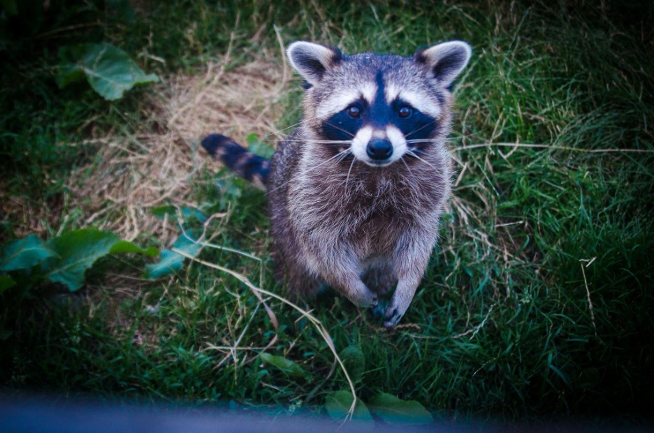 6 Steps to Keep Raccoons Out of Trash Cans