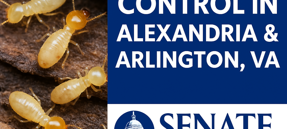 Close-up of termites on damaged wood, representing termite control services in Alexandria and Arlington, VA, offered by Senate Termite & Pest Control.