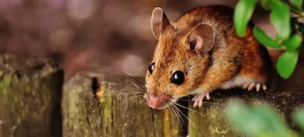 Mouse setting on wooden boards