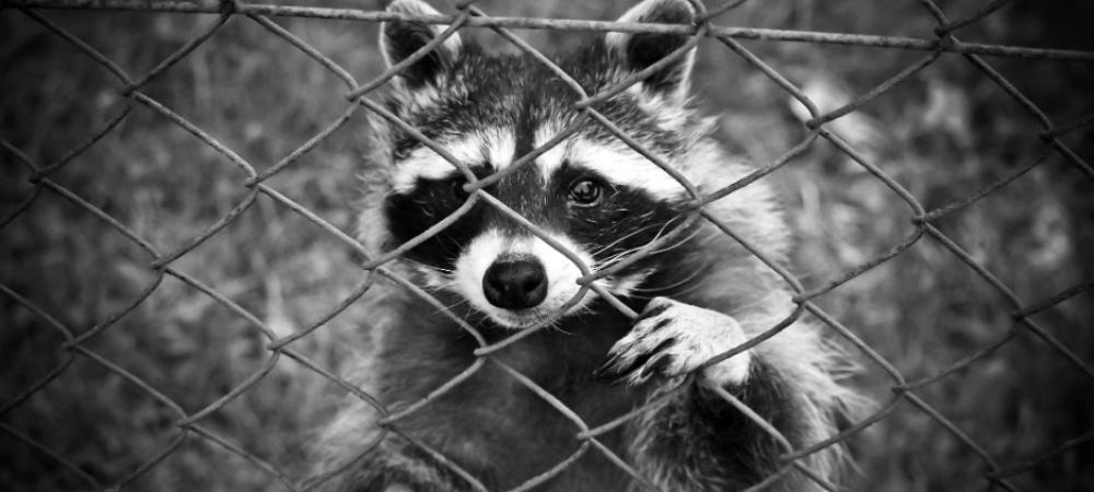 How to Keep Raccoons Out of Trash Cans