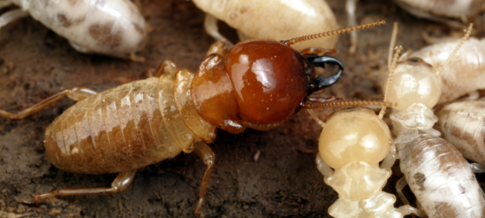 How Long Do Termites Live?
