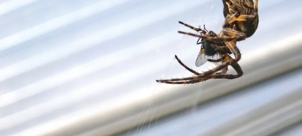 Spider in residential household in Washington DC