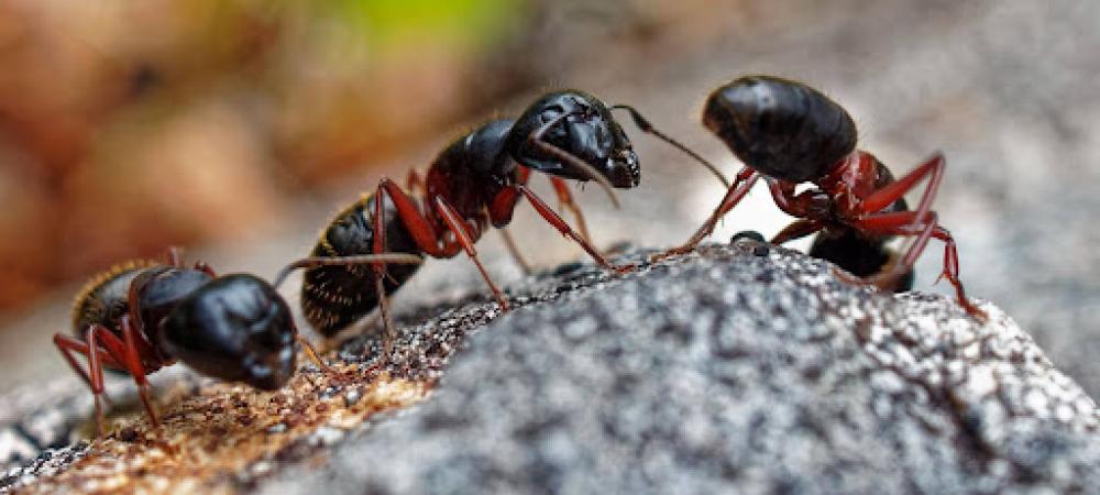 Ants on dirt mound